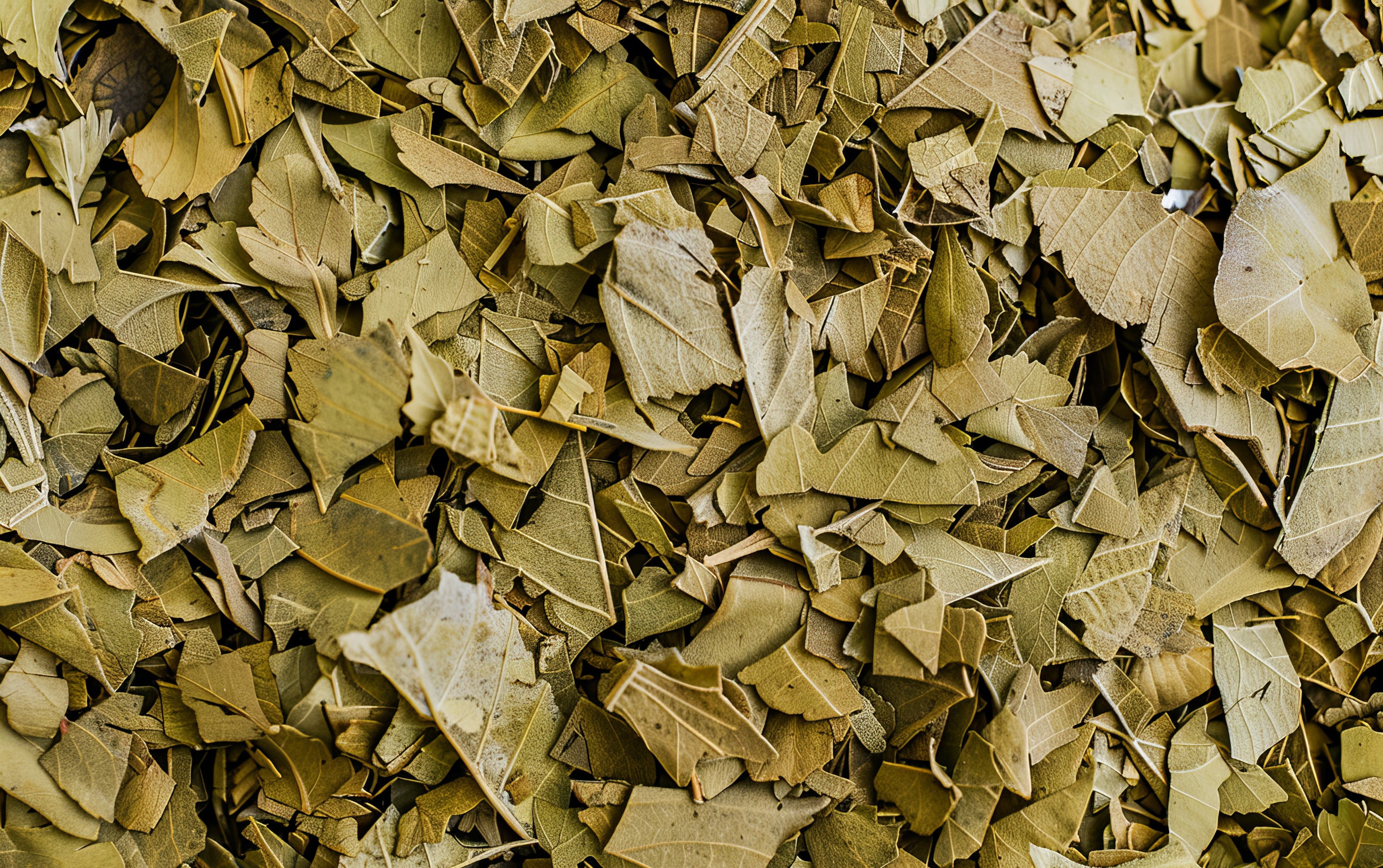 Yerba Mate